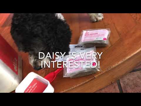 Ollie Fresh Dog Food Unboxing, Taste Test and Review