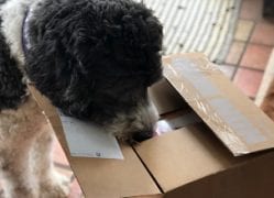 daisy in dog food box-nom nom reviews-mealfinds