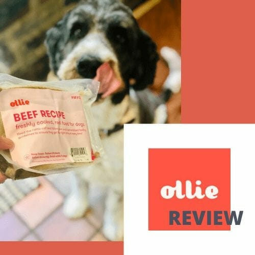 ollie-fresh-dog-food-tile