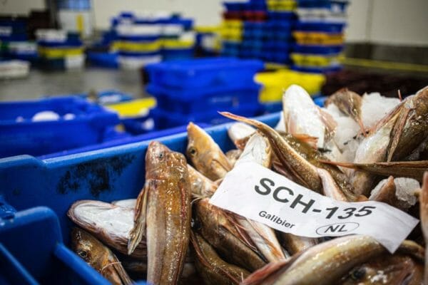 fish in blue crates