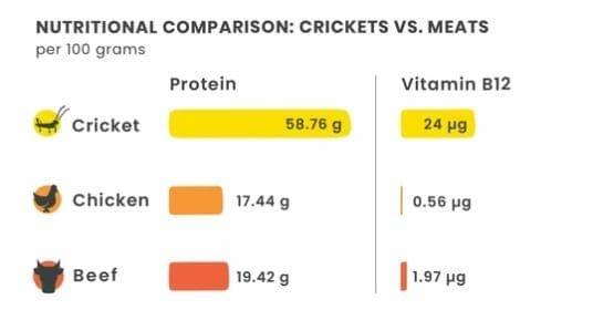 chippin-crickets-vs-meat-protein