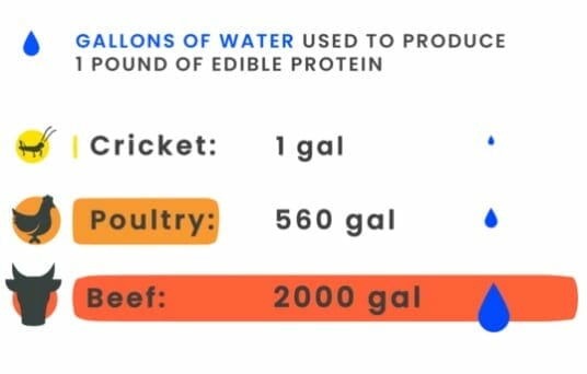 chippin-crickets-vs-meat-water