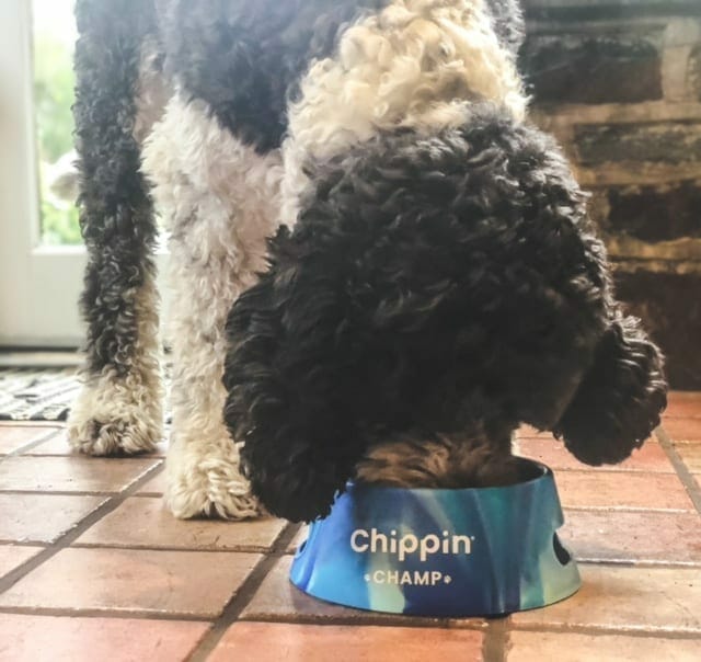 chippin-dog-food-daisy-eating
