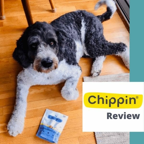 chippin-review