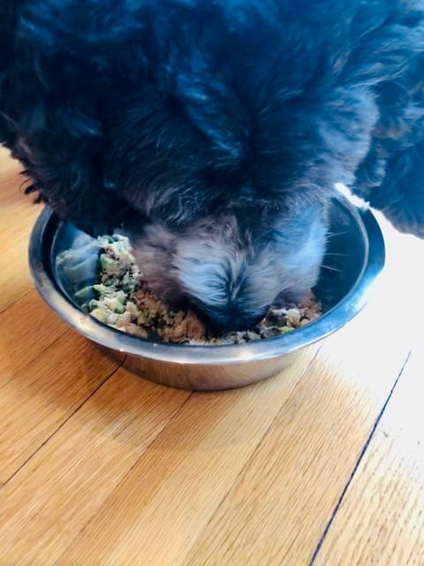 daisy eating farmers dog food-Farmers Dog Food Reviews-MealFinds