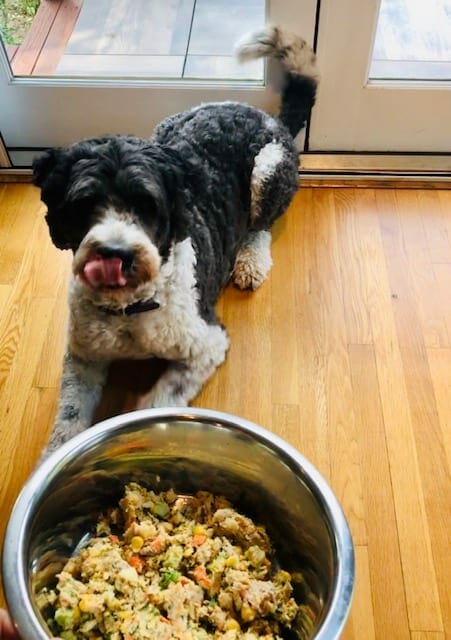 daisy dog licking mouth with dog food bowl-Farmers Dog Food Reviews-MealFinds