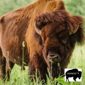 bison-vs-buffalo