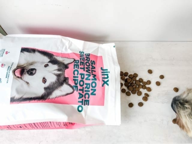 jinx dog food spilling daisy eating- jinx dog food reviews-mealfinds