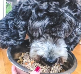 daisy eating out of bowl-just food for dogs reviews-mealfinds