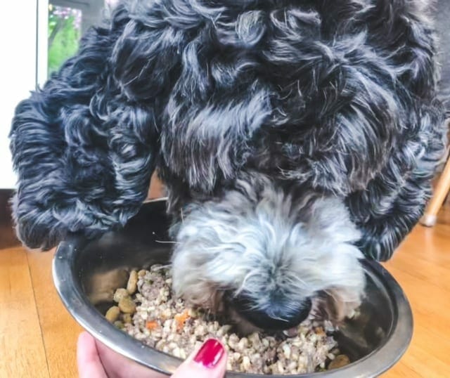 daisy eating dog food out of bowl-just food for dogs reviews-mealfinds