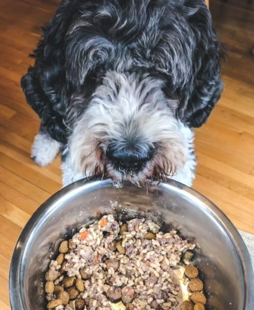 daisy near dog food bowl-just food for dogs reviews-mealfinds