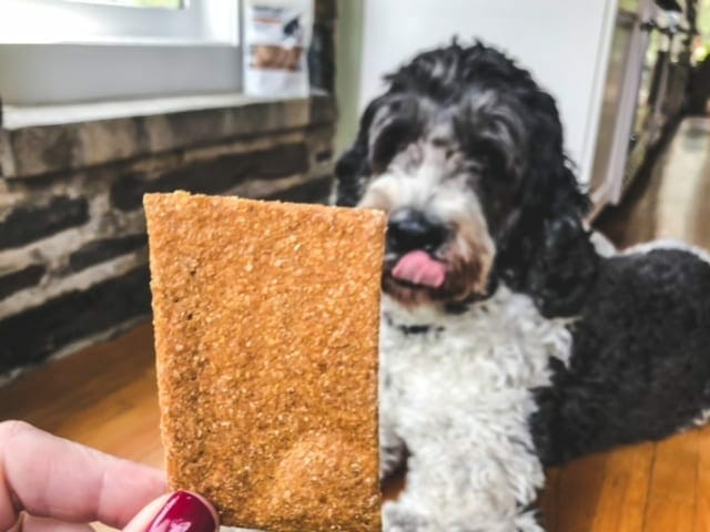 dog with tounge out near treat-just food for dogs reviews-mealfinds