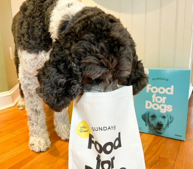 daisy dog head in sundays for dogs bag-sundays fod dogs reviews-mealfinds